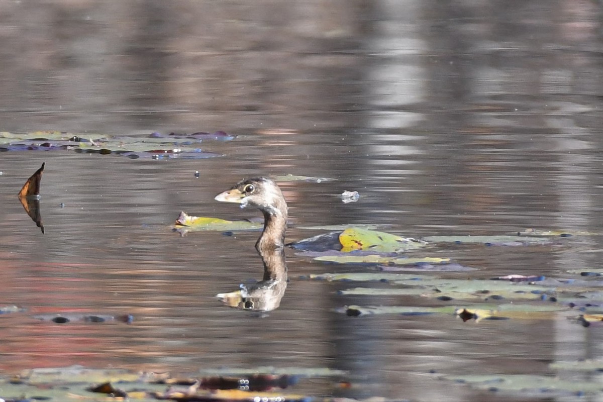 Pied-billed Grebe - Tim Metcalf