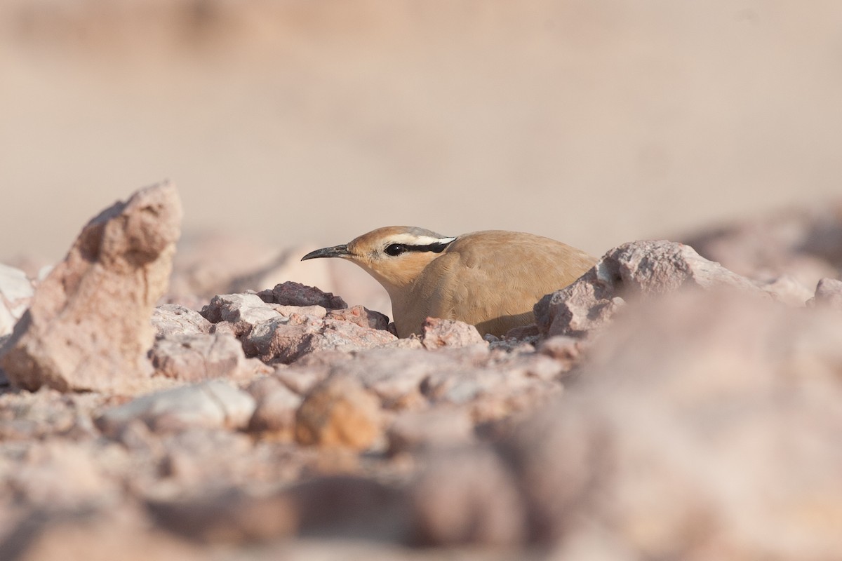 Cream-colored Courser - ML278395681