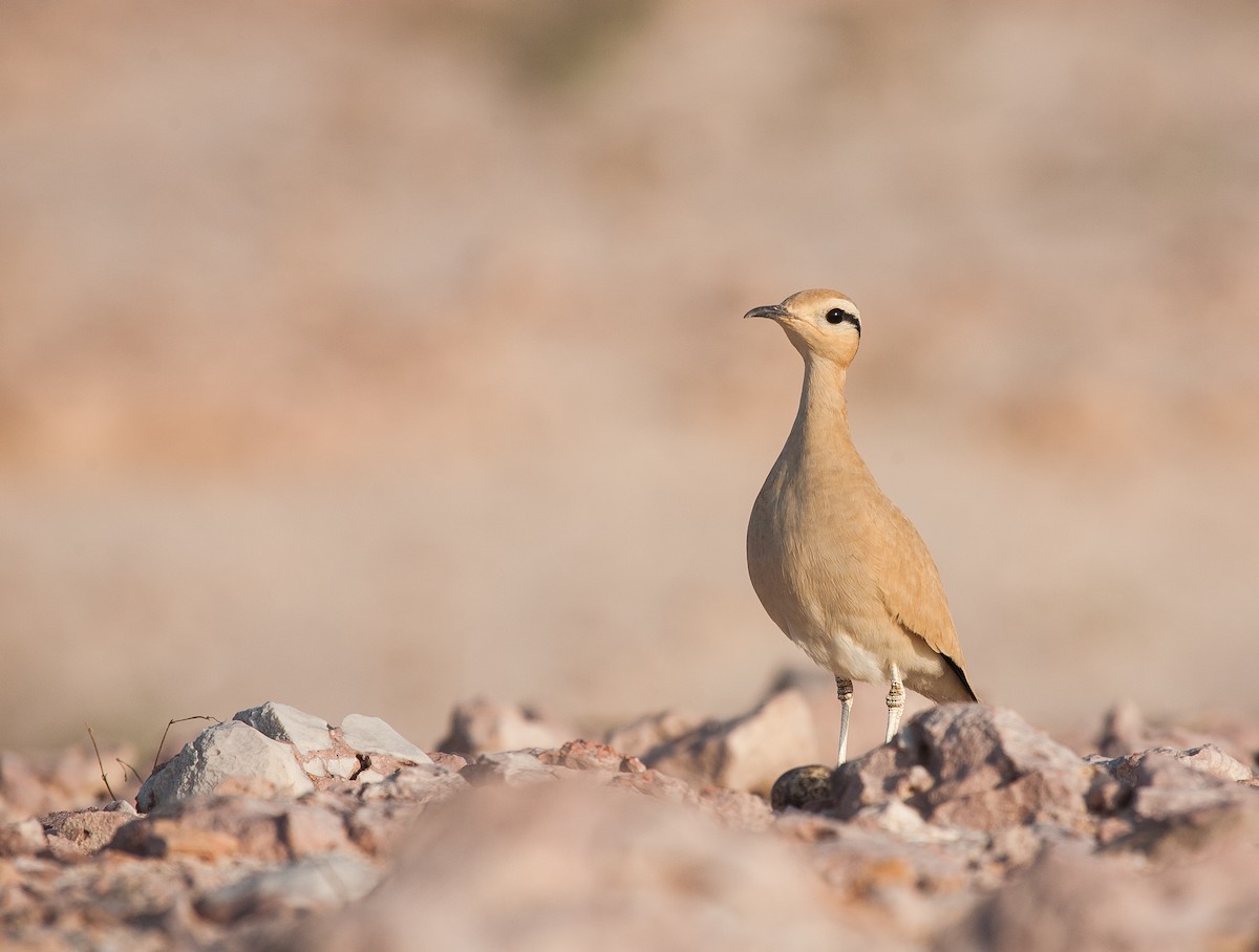 Cream-colored Courser - ML278395821