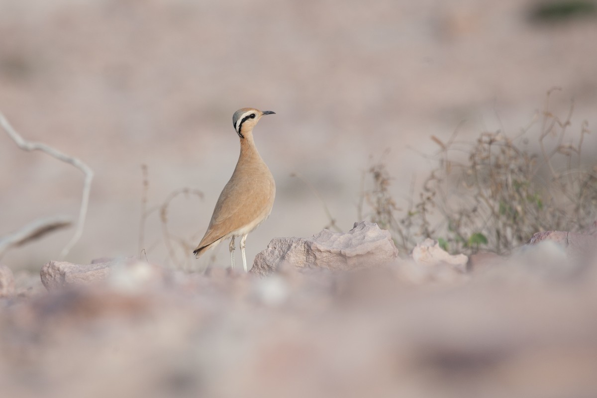 Cream-colored Courser - ML278395831