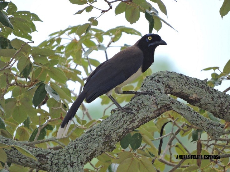 Black-chested Jay - ML27839651