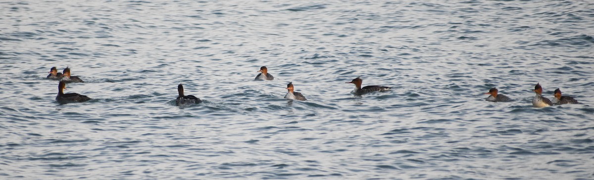 Red-breasted Merganser - Andrea Heine