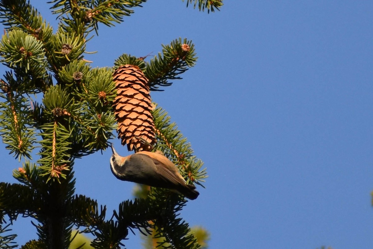 White-breasted Nuthatch - ML278400701