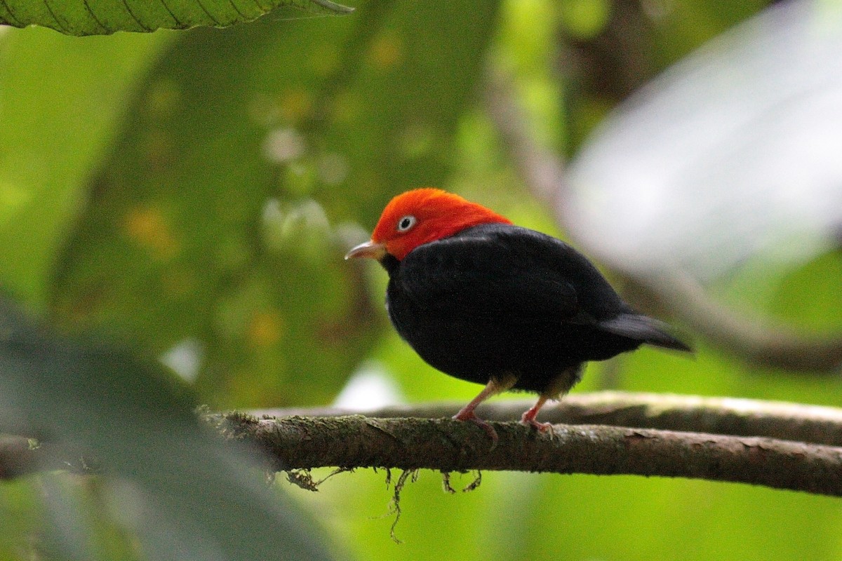 Red-capped Manakin - ML278401641