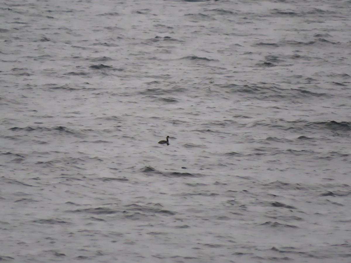 Eared Grebe - ML278403141