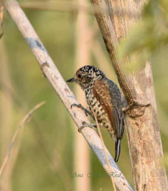 White-barred Piculet - ML278404001