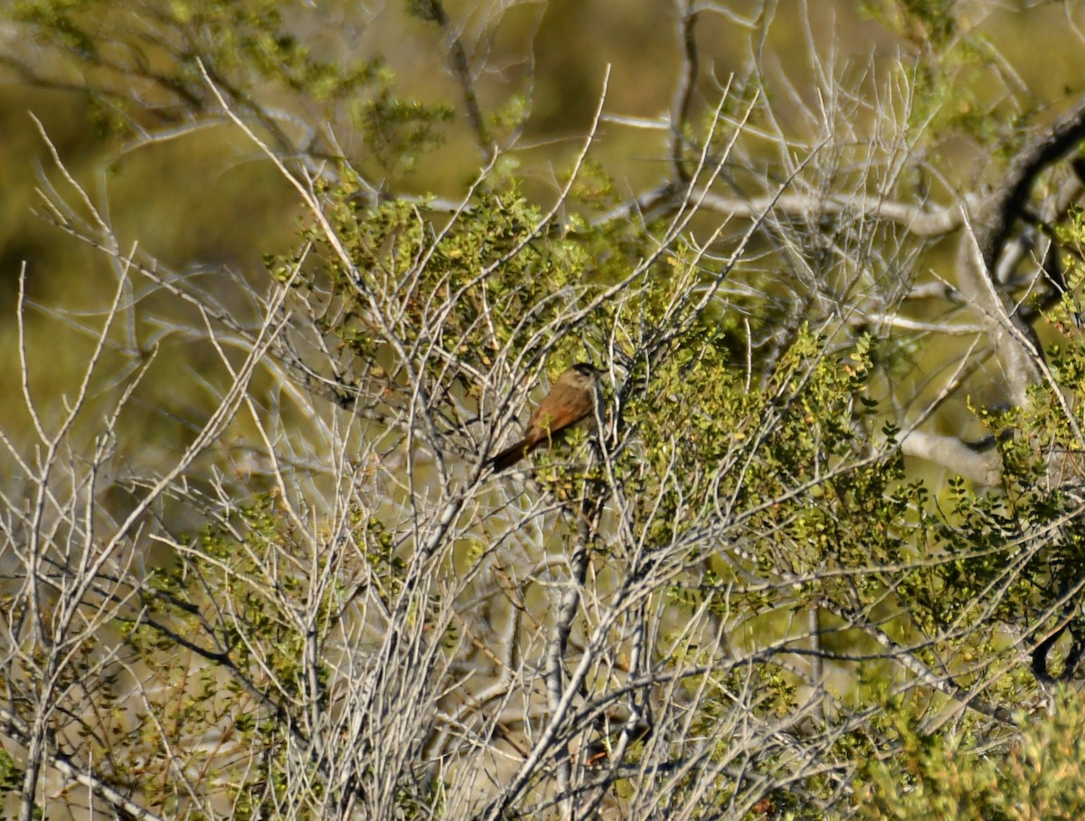 Sharp-billed Canastero - ML278405011