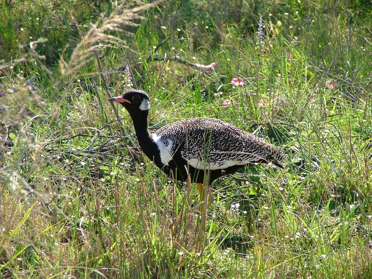 Black Bustard - ML278405141