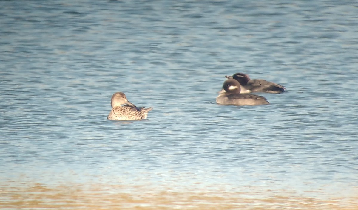 Green-winged Teal - ML278405161