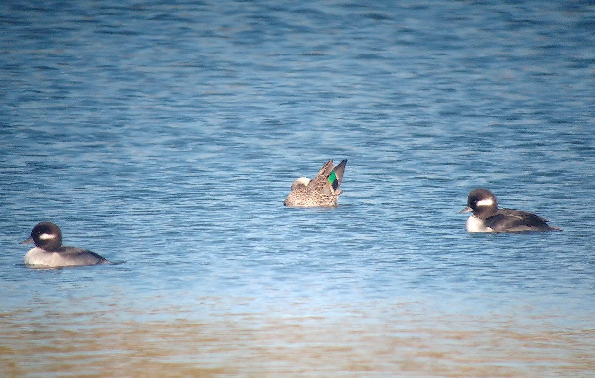 Green-winged Teal - ML278405221