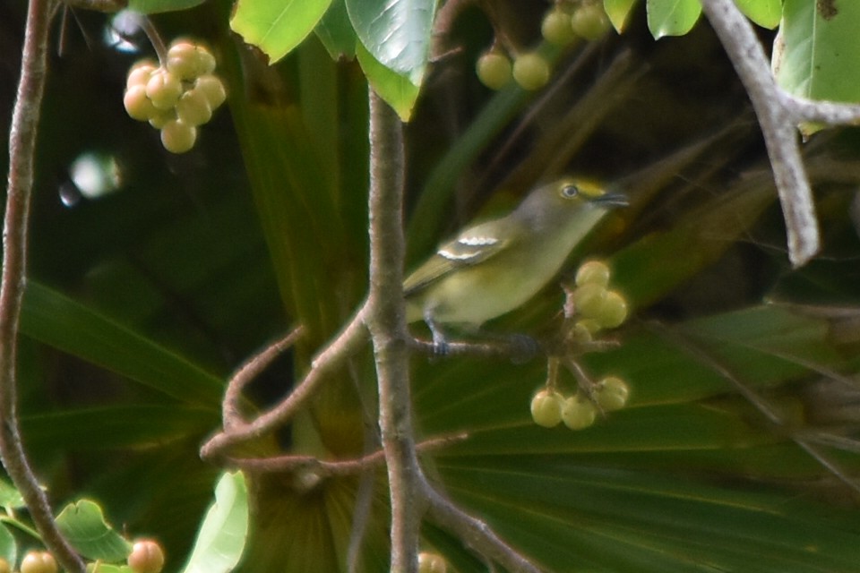 Viréo aux yeux blancs - ML278405341