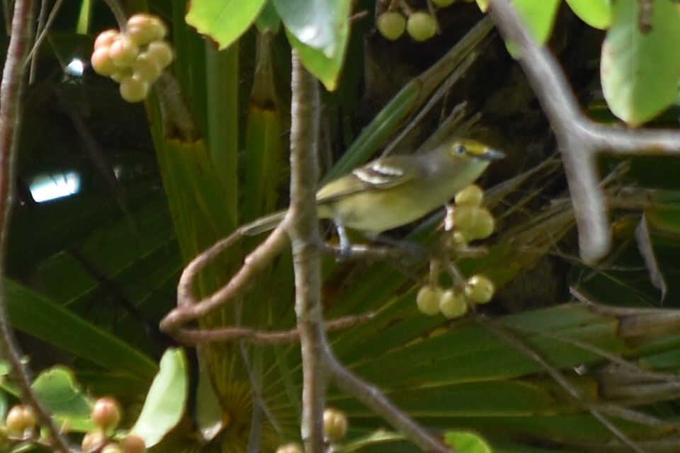 White-eyed Vireo - ML278405651