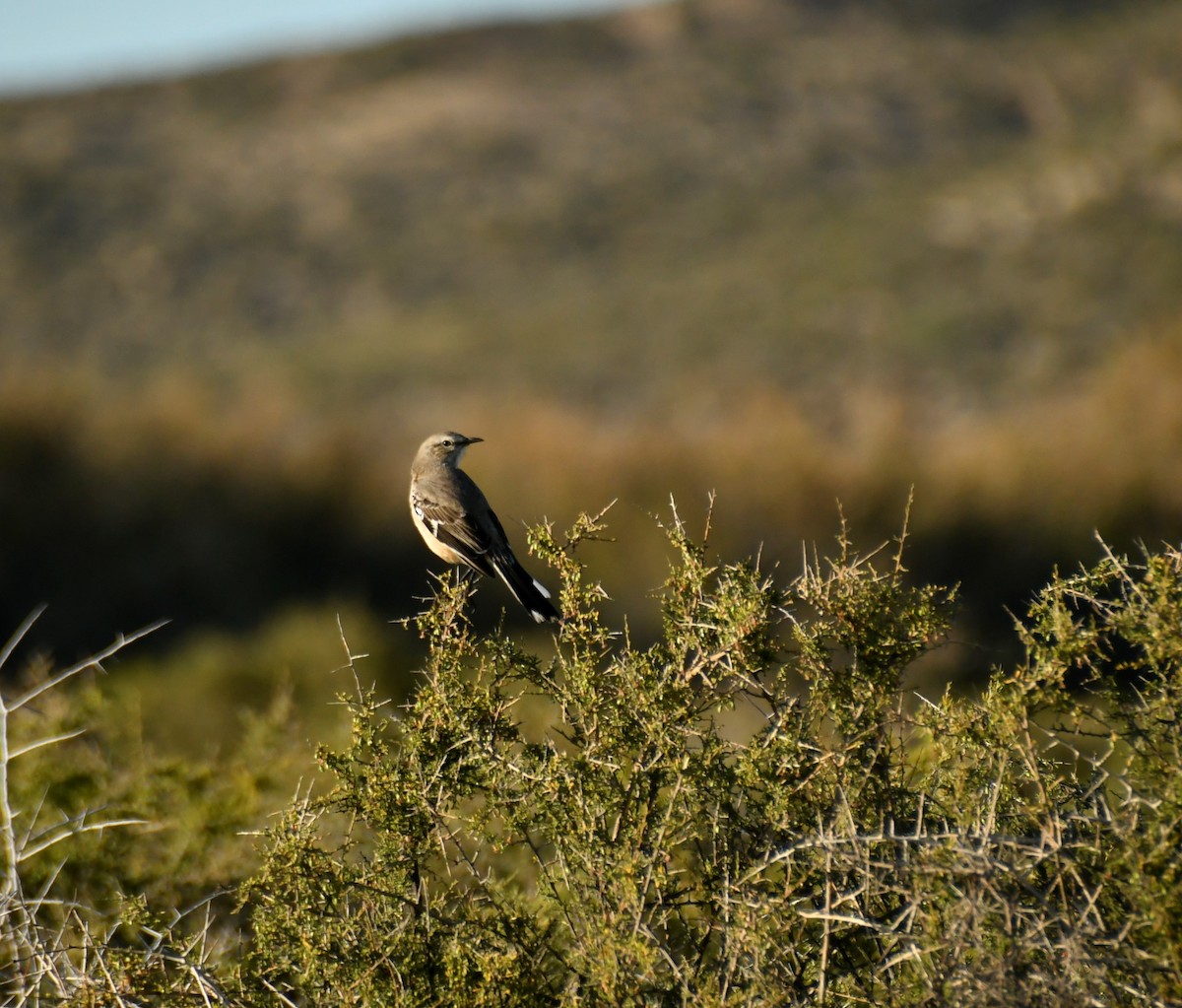 Patagonian Mockingbird - ML278405911