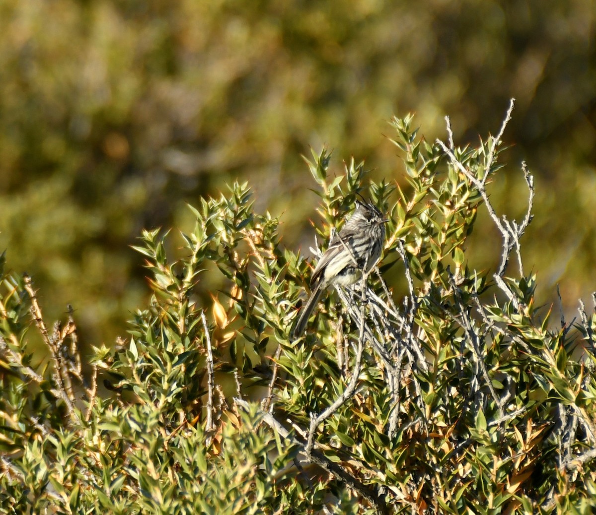 Tufted Tit-Tyrant - ML278406241