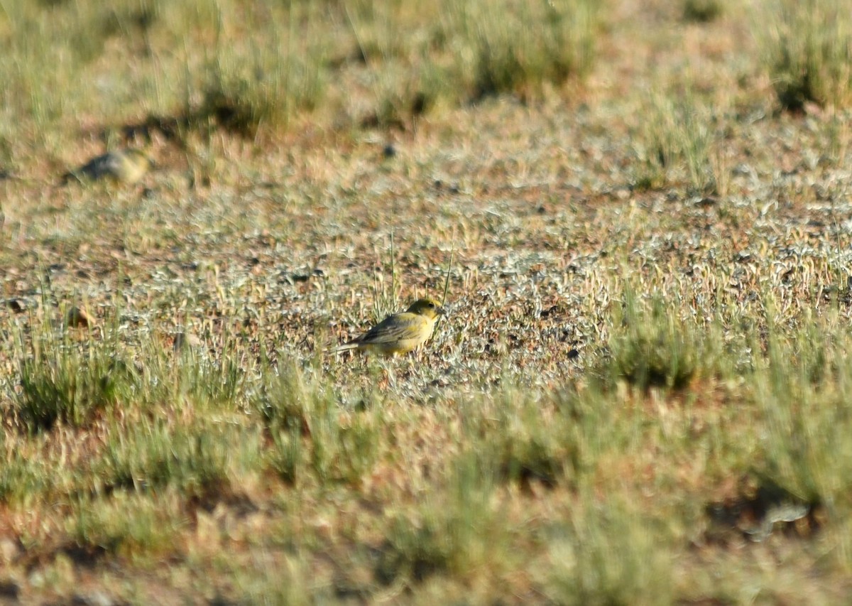 Patagonian Yellow-Finch - ML278407001