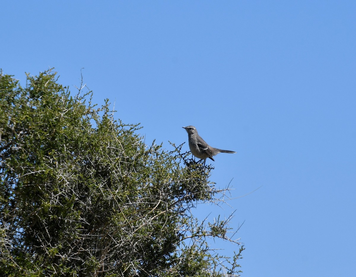 Patagonian Mockingbird - ML278407931