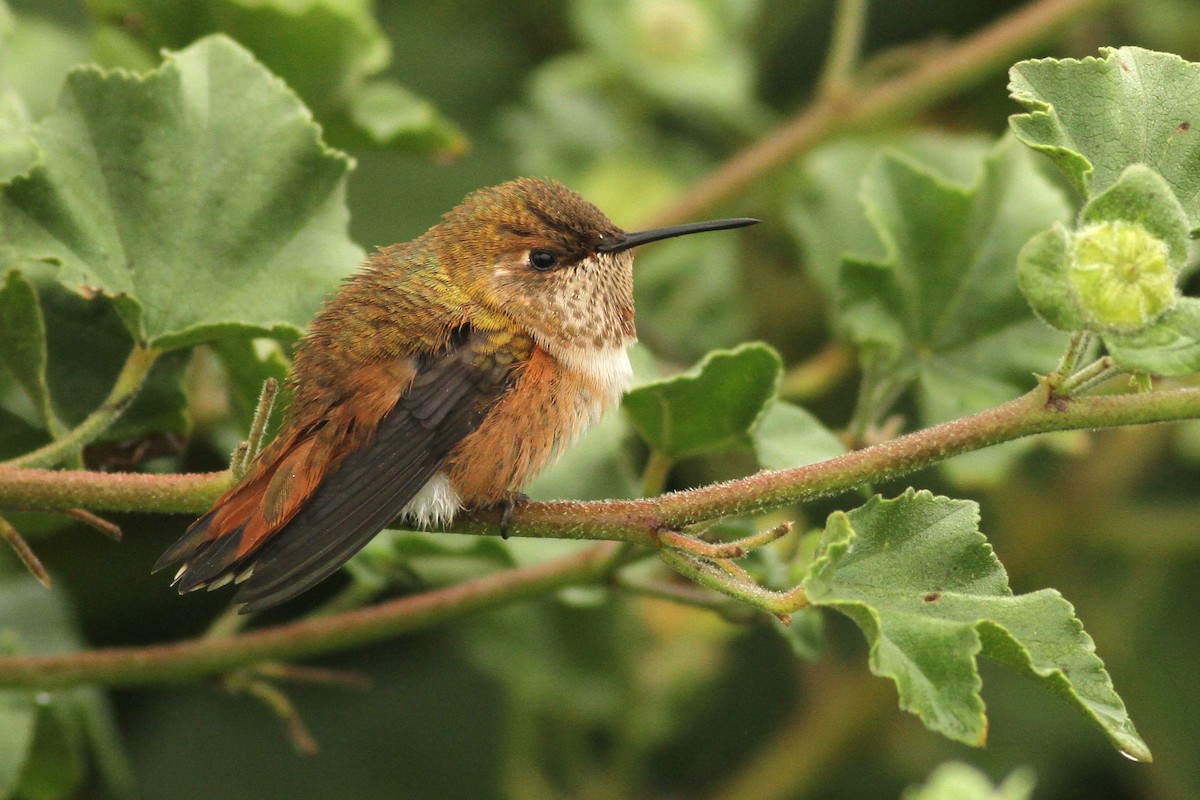 Rufous Hummingbird - ML278408631