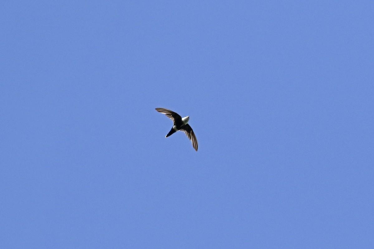 White-tipped Swift - Daniel Booker