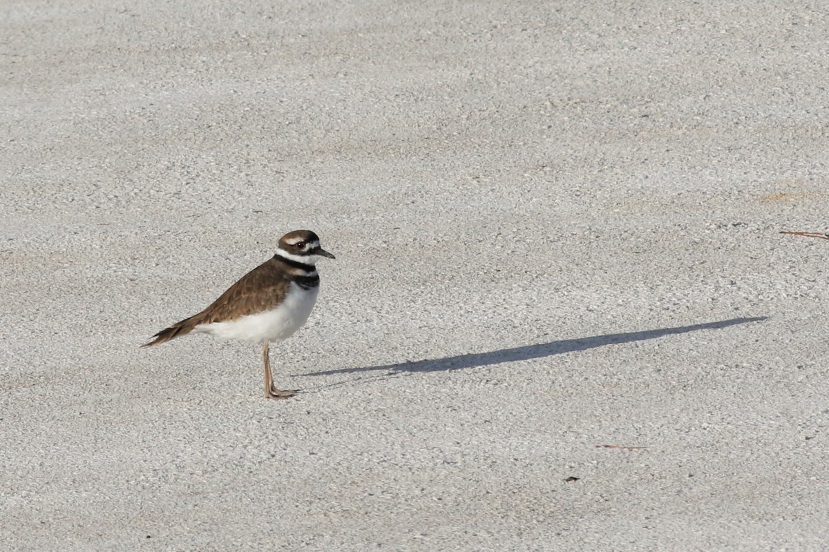 Killdeer - ML278409681