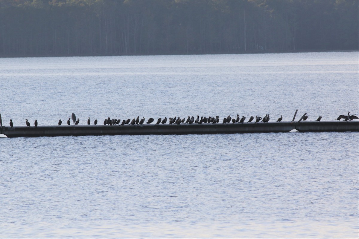 Double-crested Cormorant - ML278409841