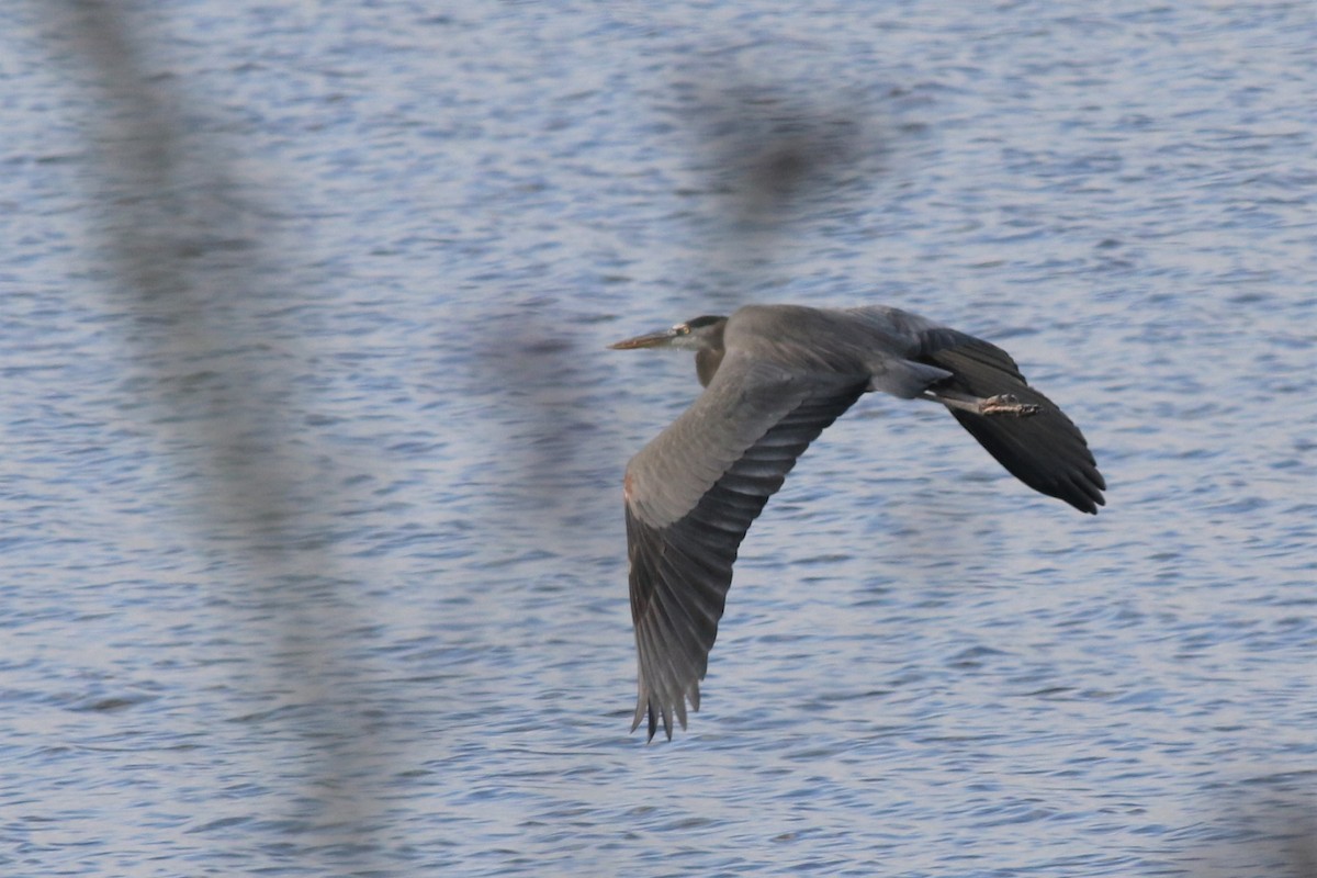 Great Blue Heron - ML278410581