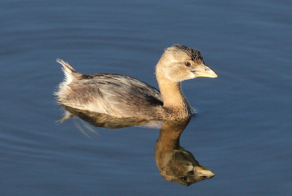 Pied-billed Grebe - ML278413651