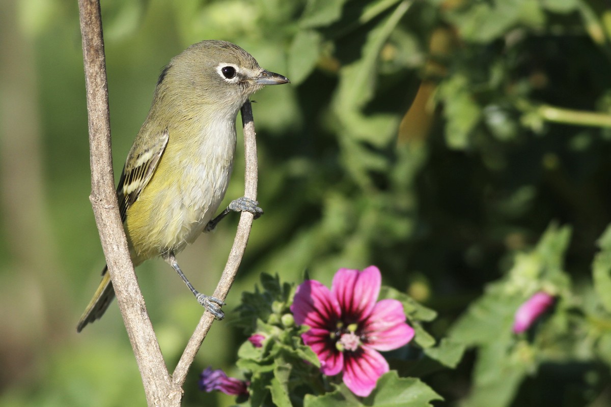 Cassin's Vireo - Evan Lipton