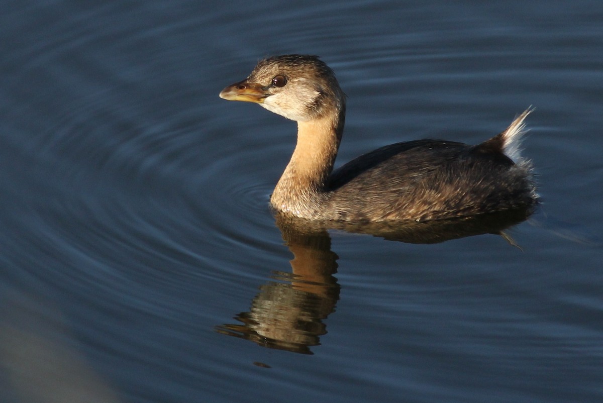 Pied-billed Grebe - ML278413701