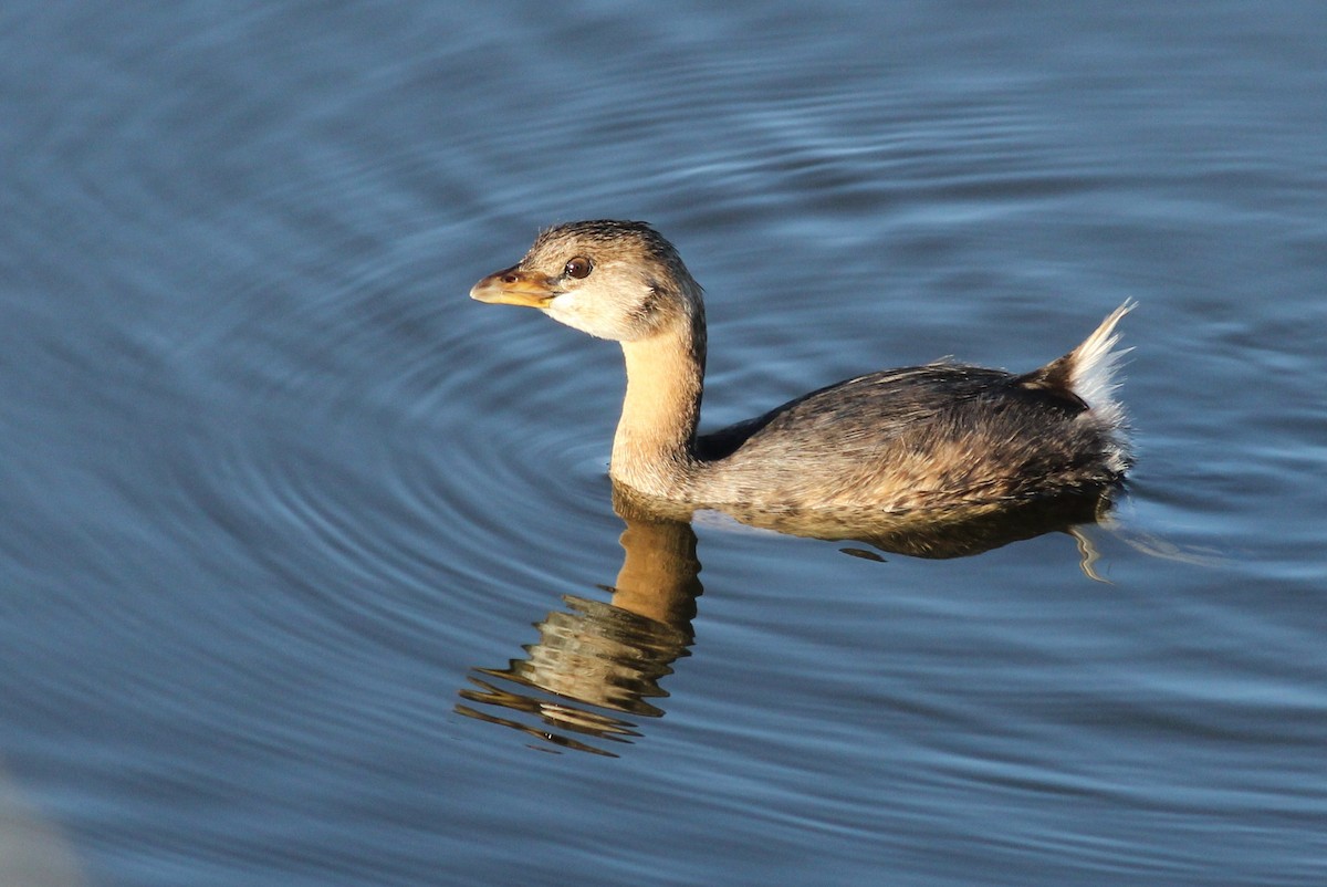 Pied-billed Grebe - ML278413761