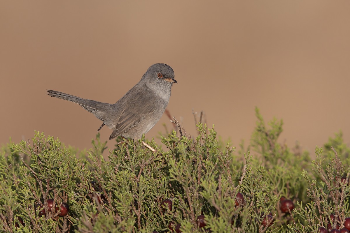 Marmora's Warbler - ML278414361