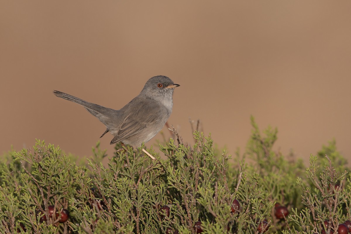 Marmora's Warbler - ML278414421