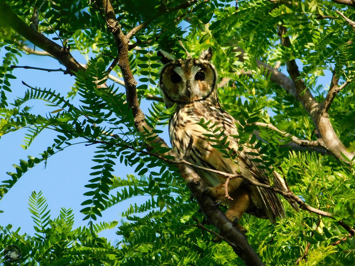 Striped Owl - ML278415041