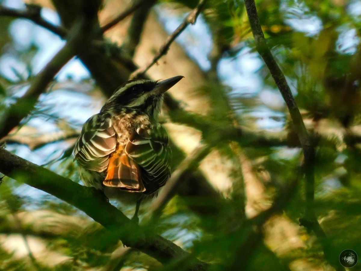 Streaked Flycatcher - ML278415481