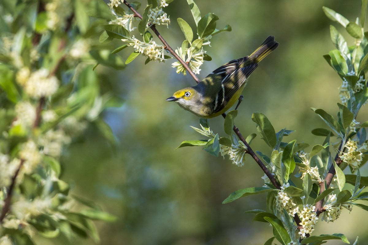 White-eyed Vireo - Michael Stubblefield