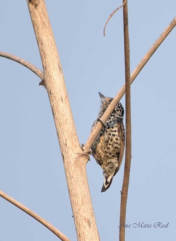White-barred Piculet - ML278421891