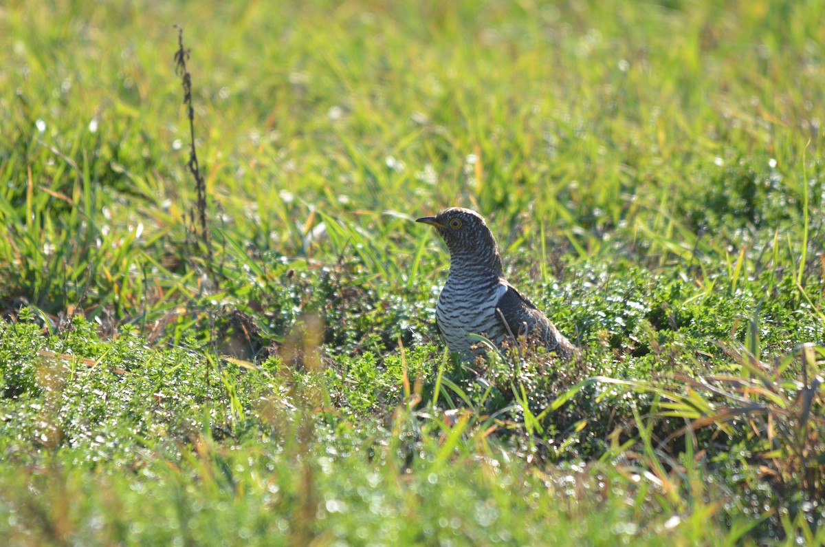Common Cuckoo - ML278422741