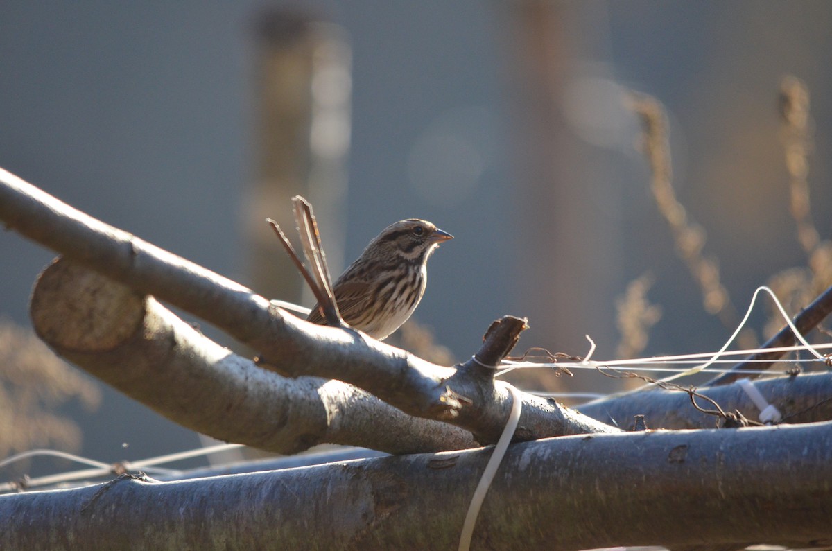 Song Sparrow - ML278422861