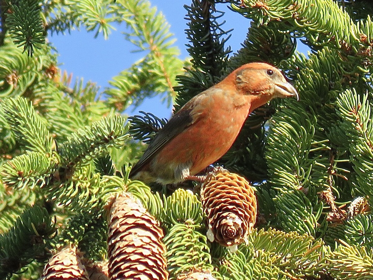 Red Crossbill (Northeastern or type 12) - Alec Humann