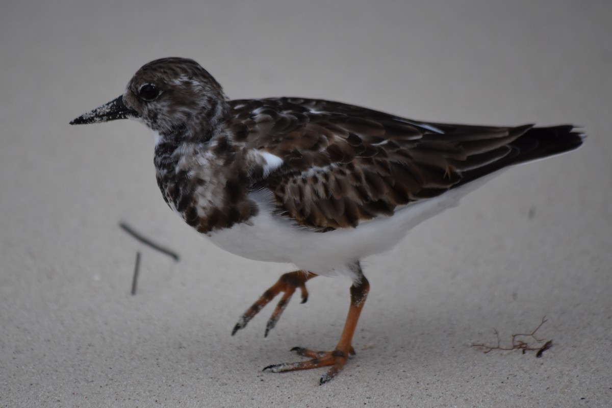 Ruddy Turnstone - ML278425181