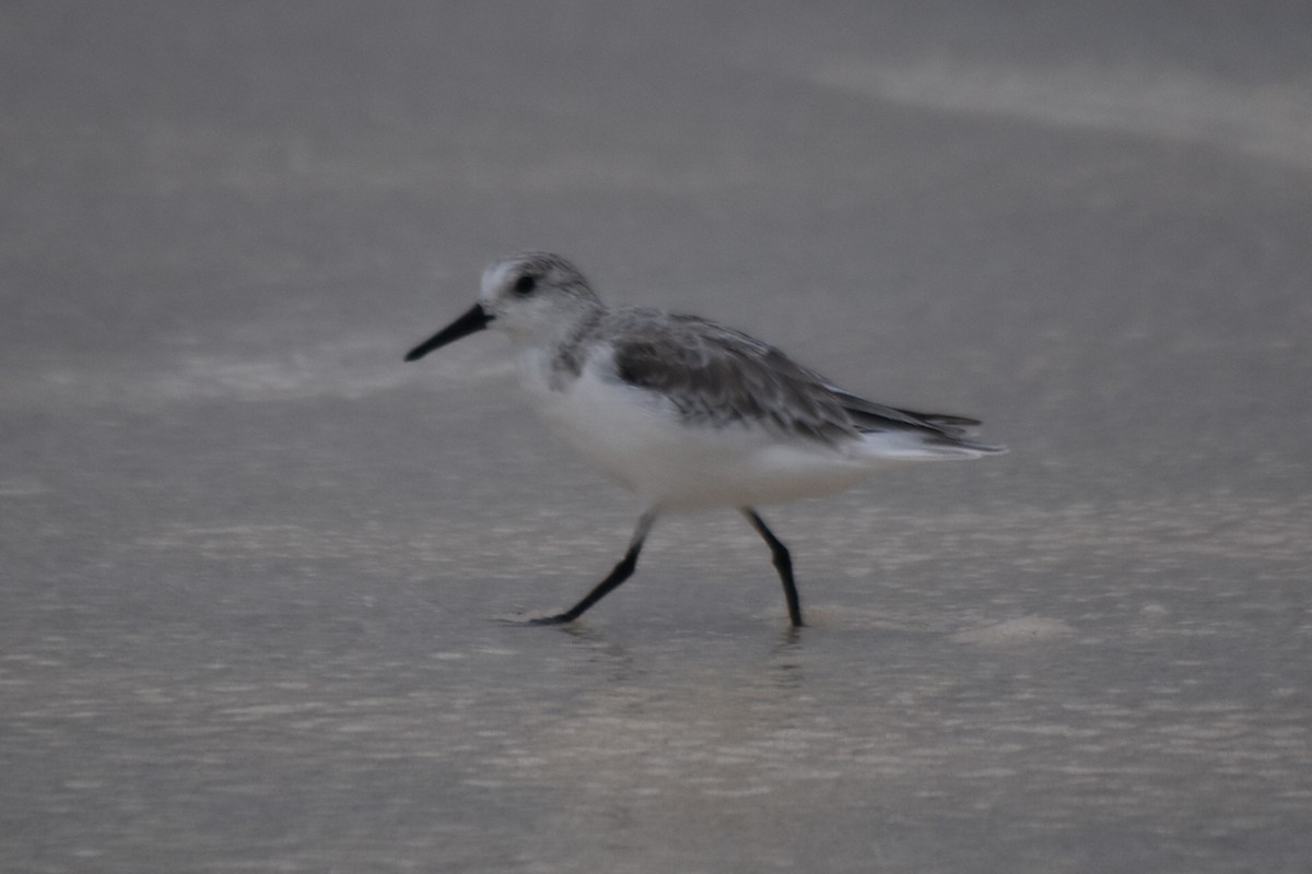 Sanderling - ML278425321
