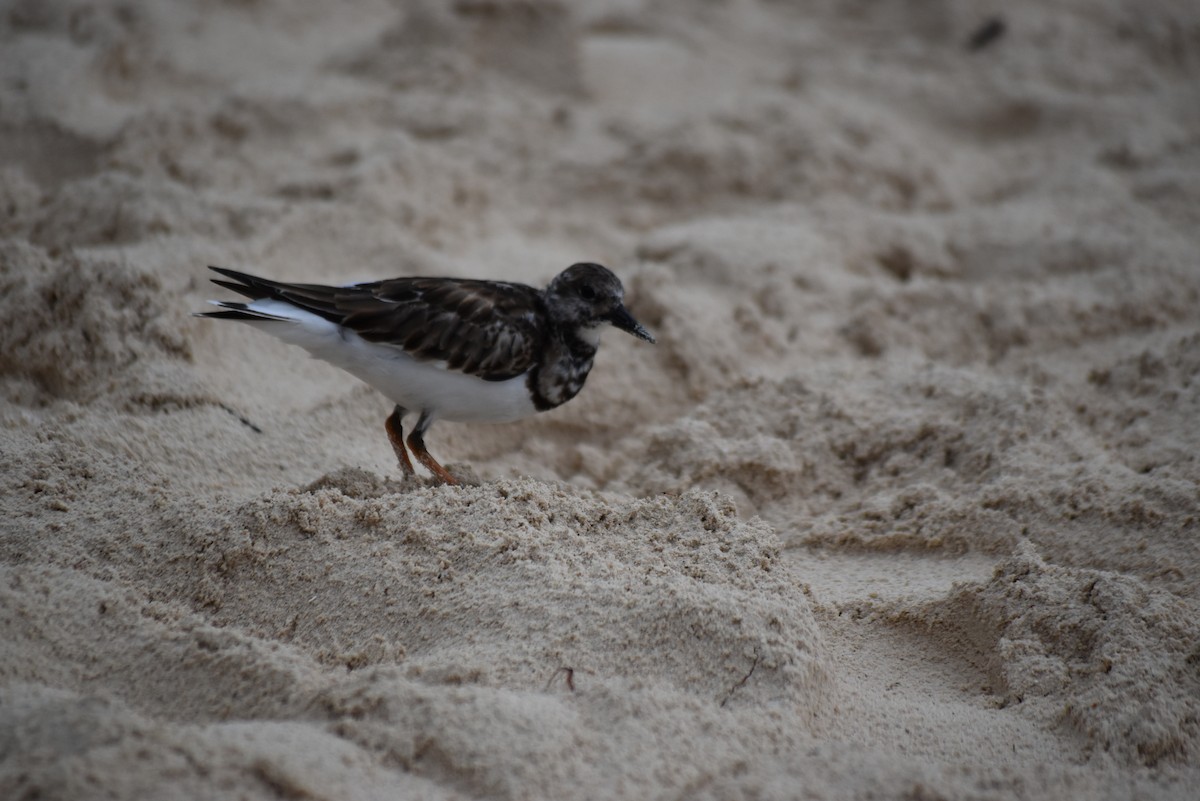 Ruddy Turnstone - ML278425461