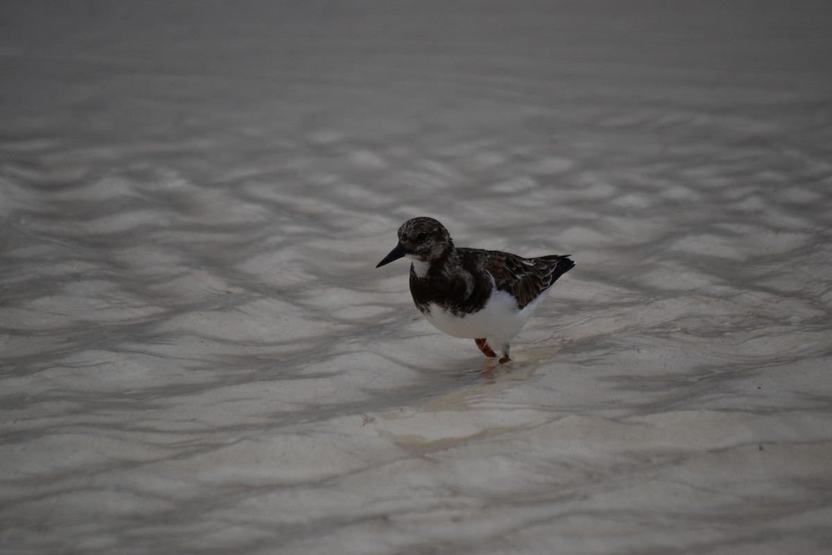 Ruddy Turnstone - ML278425471
