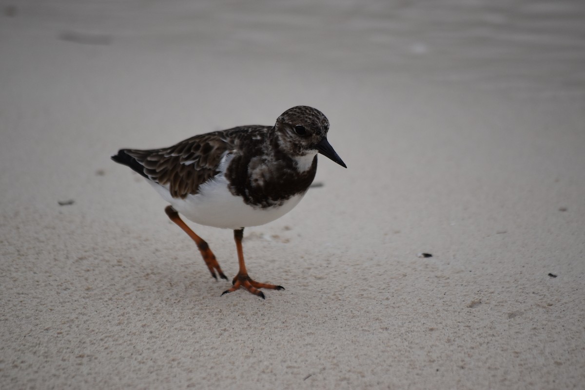Ruddy Turnstone - ML278425481