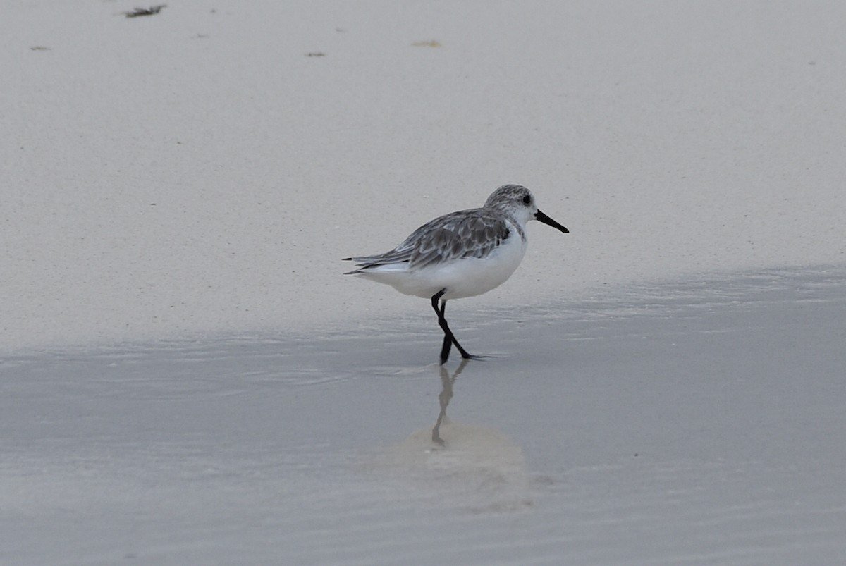 Sanderling - ML278425851