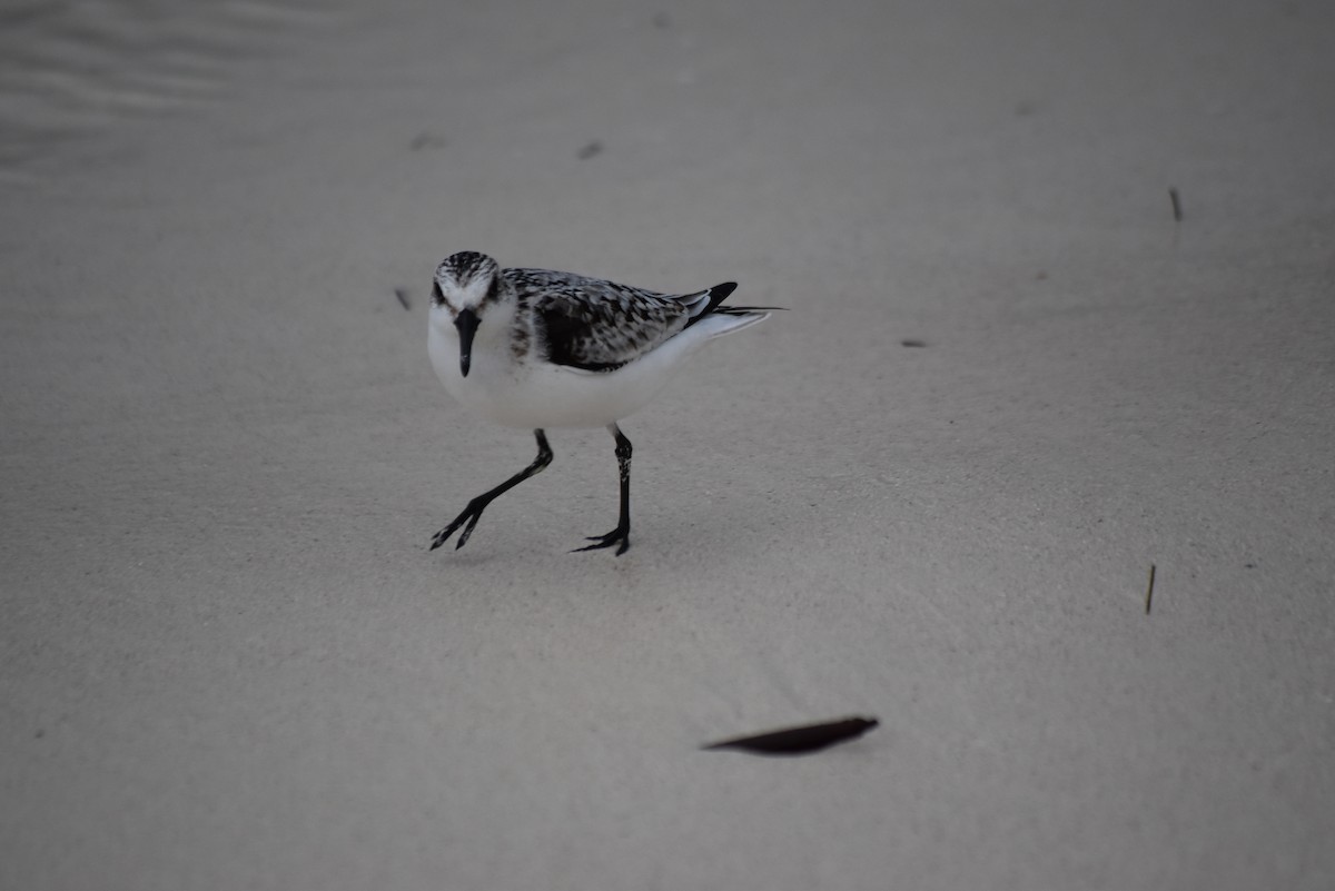 Sanderling - ML278425931