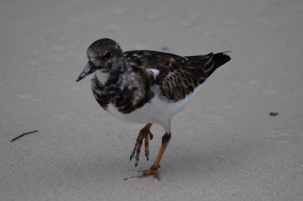 Ruddy Turnstone - ML278426001