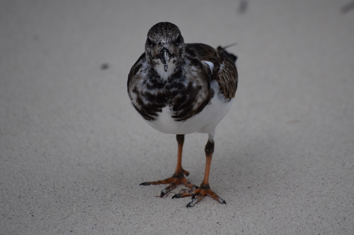 Ruddy Turnstone - ML278426021