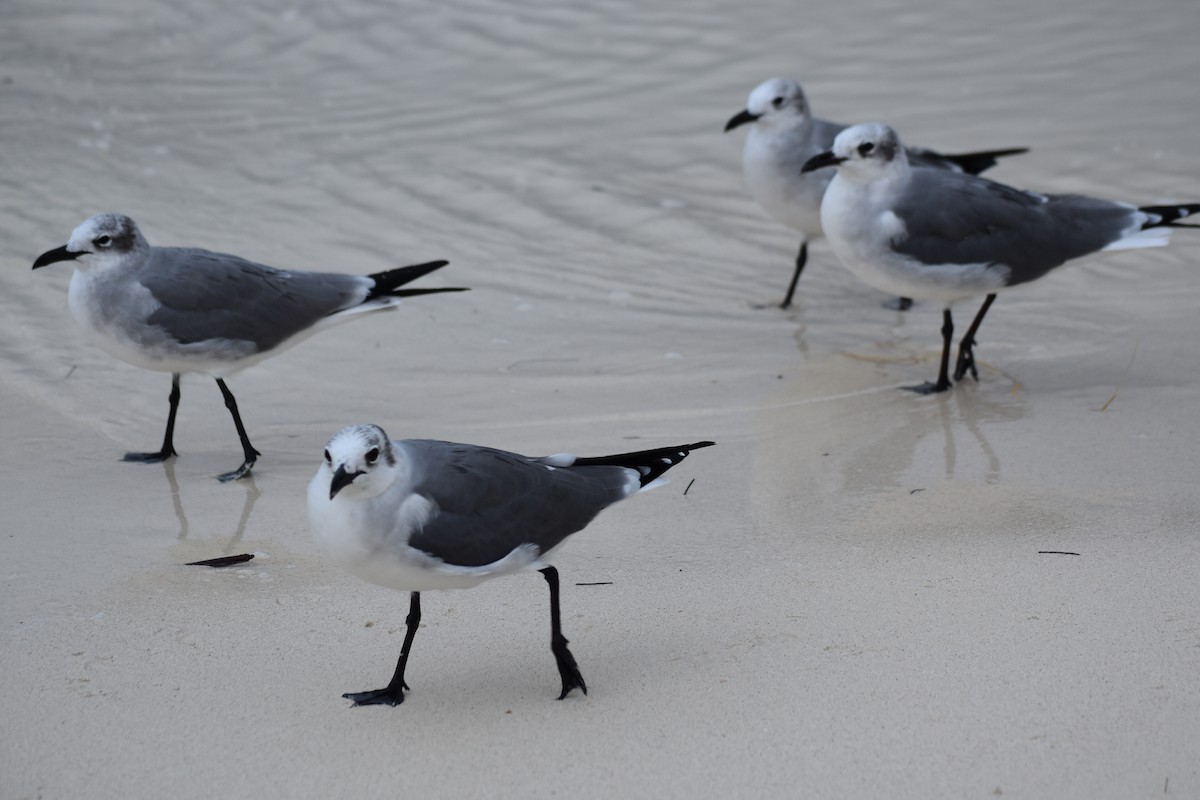 Laughing Gull - ML278426131