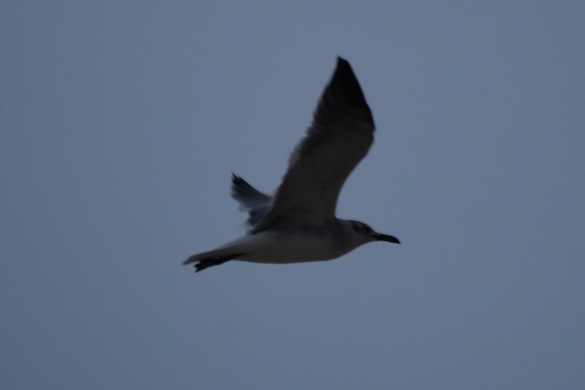 Laughing Gull - ML278426261