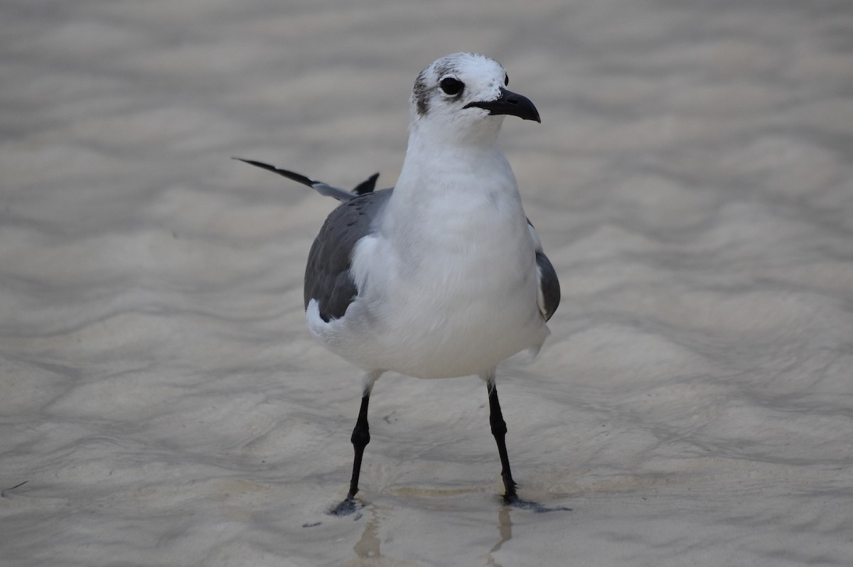 Laughing Gull - ML278426271